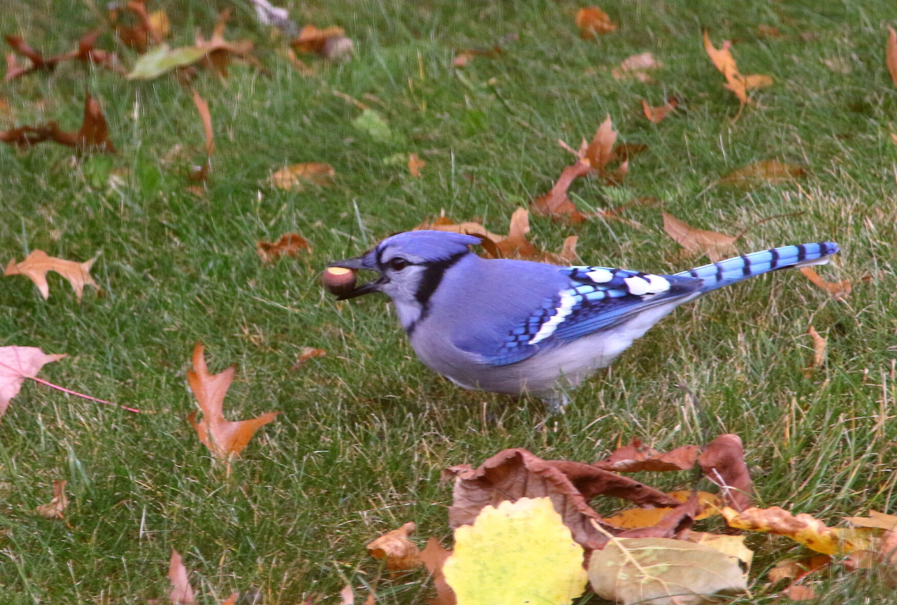 Blue jay